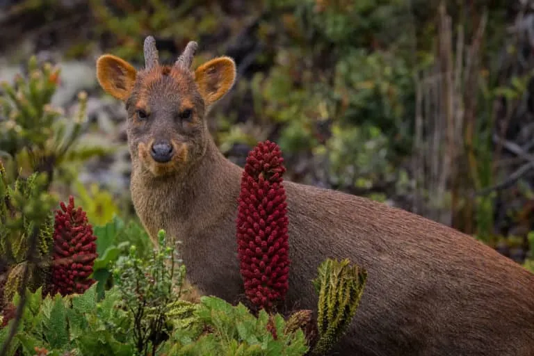 Parque Nacional Chiloé