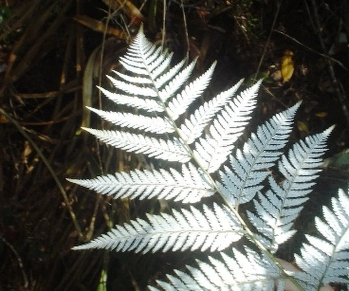 Monumento natural Contulmo