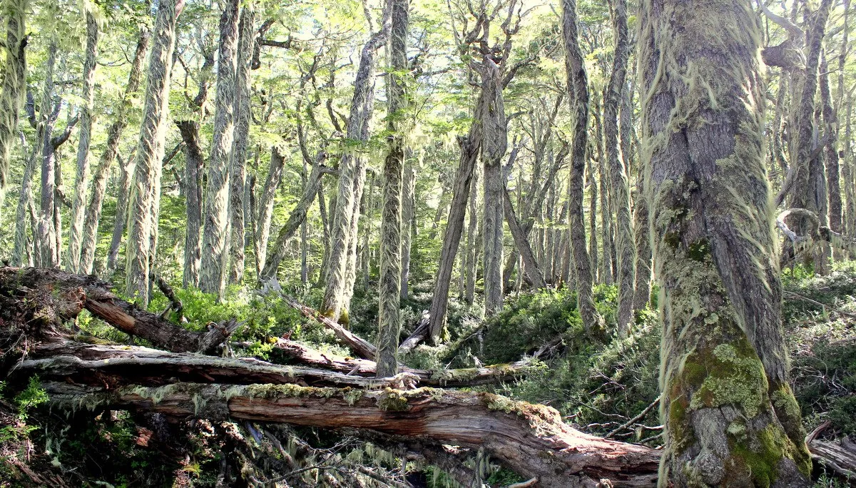 Reserva nacional Coyhaique
