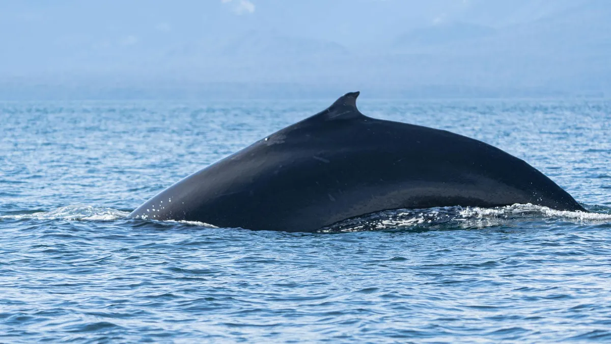 Avistamiento de Ballenas