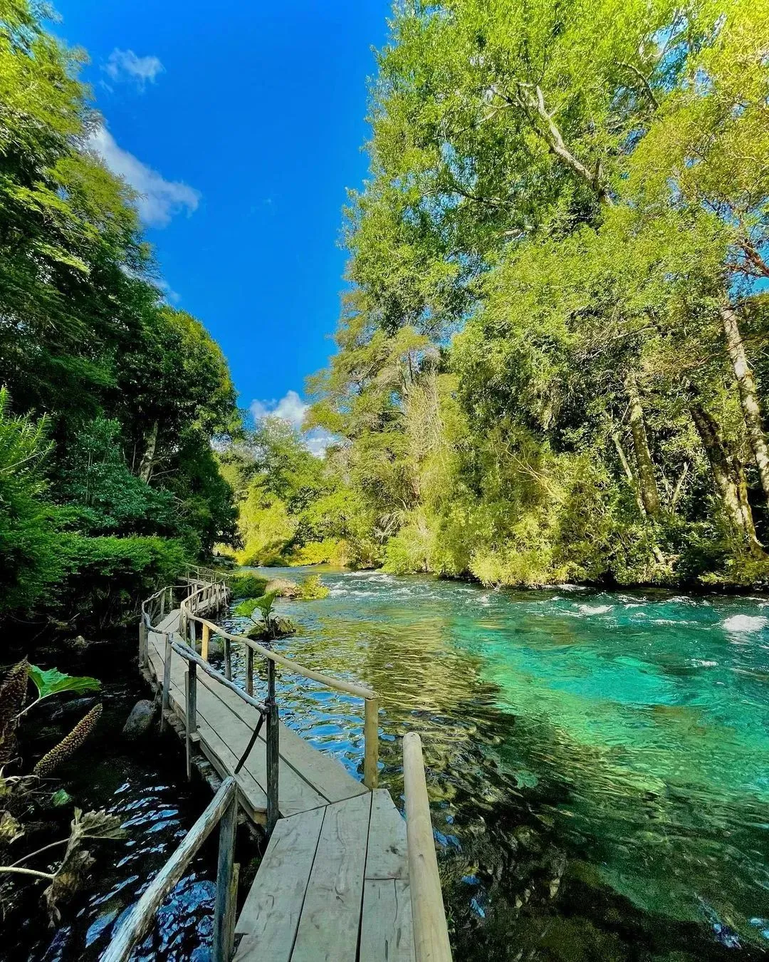 Visita al Mirador de Peces Don Chalo en Pucón – Sendero familiar y truchas arcoíris - 6