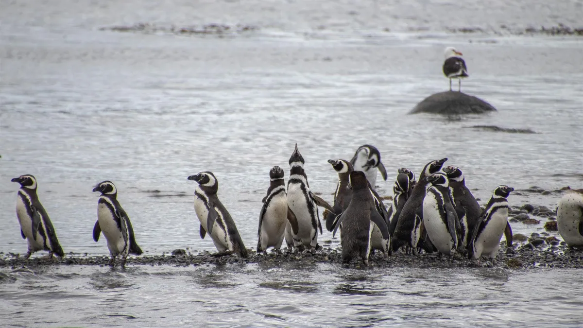 Pingüinera y Delfines