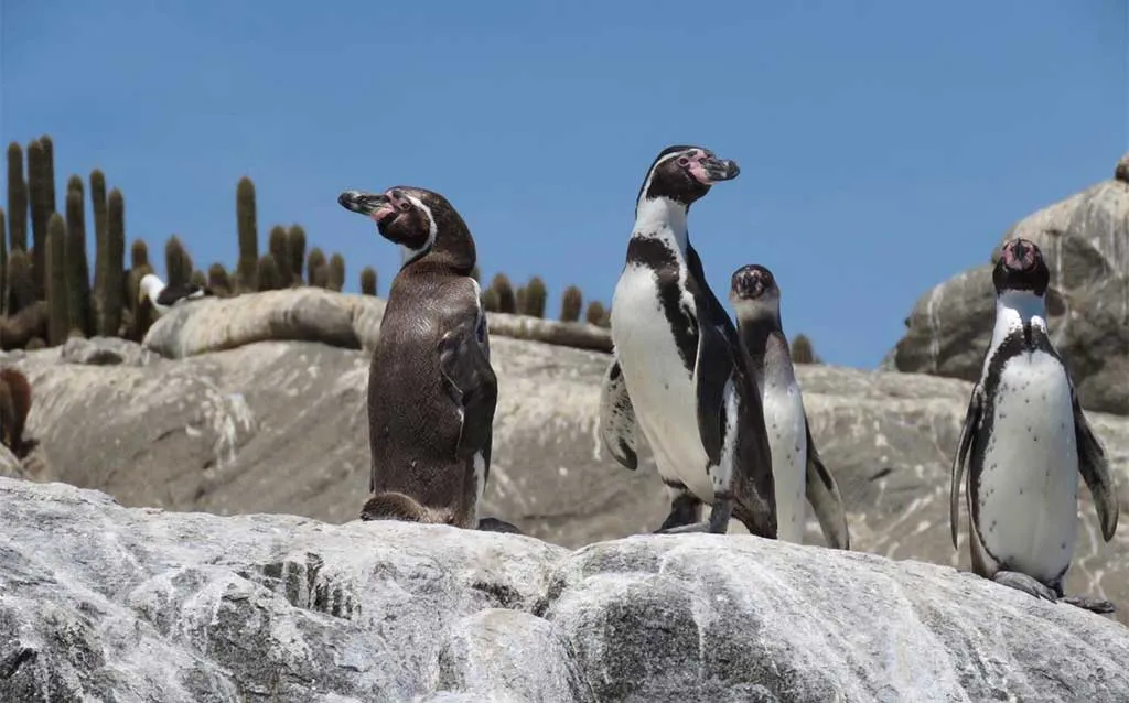 Chilean Treasures Nature Tour: Penguins and Alpacas