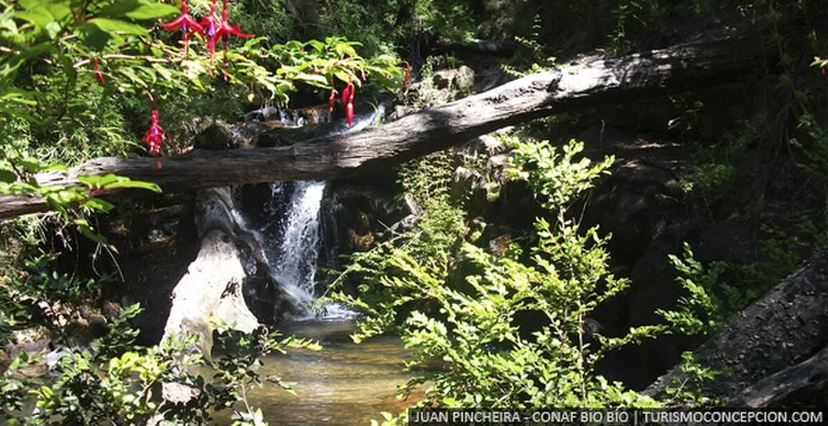Parque nacional Nonguén