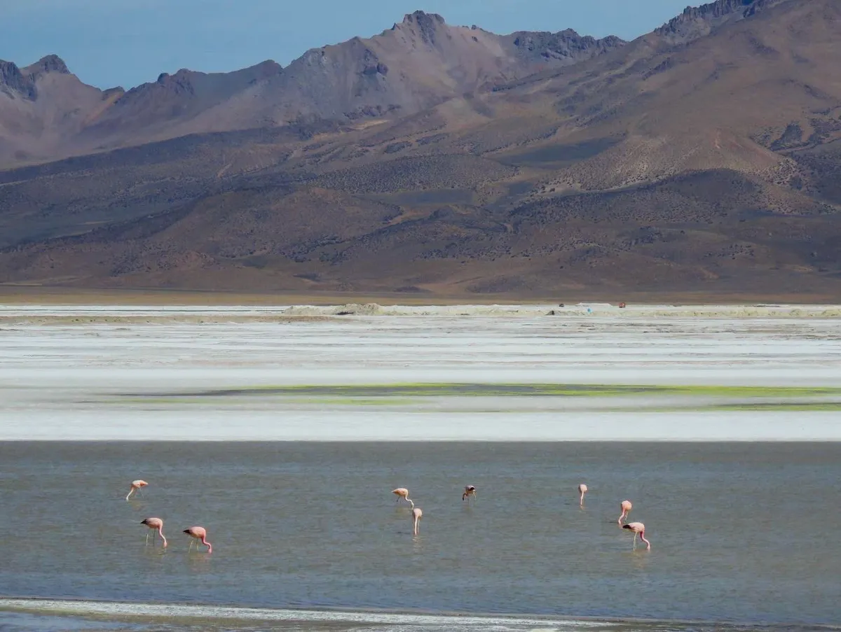Excursión Salar de Surire y Termas de Polloquere