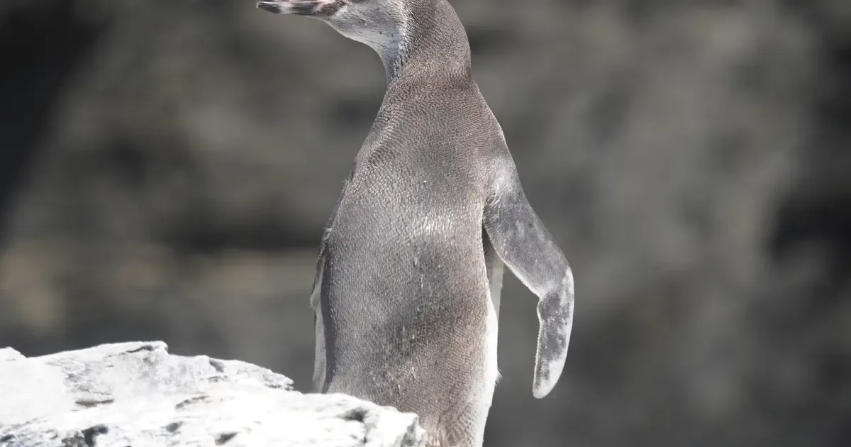 Avistamiento de Cetáceos en Isla Chañaral - 2