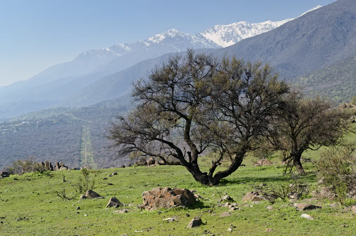 Bosque Panul