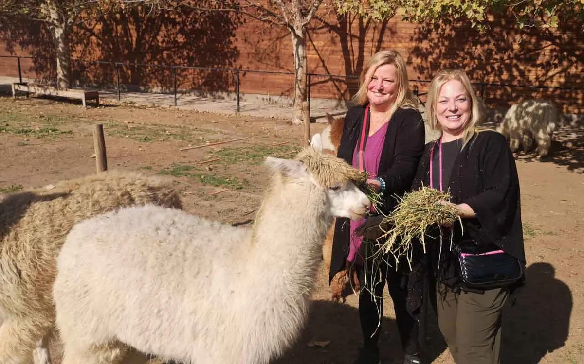 Alpacas and Wine Tour: Errazuriz Vineyard