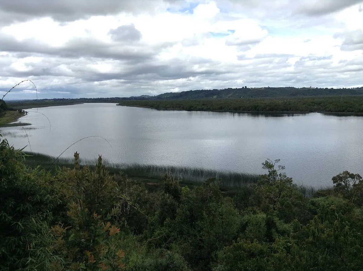 Humedal Río Maullín