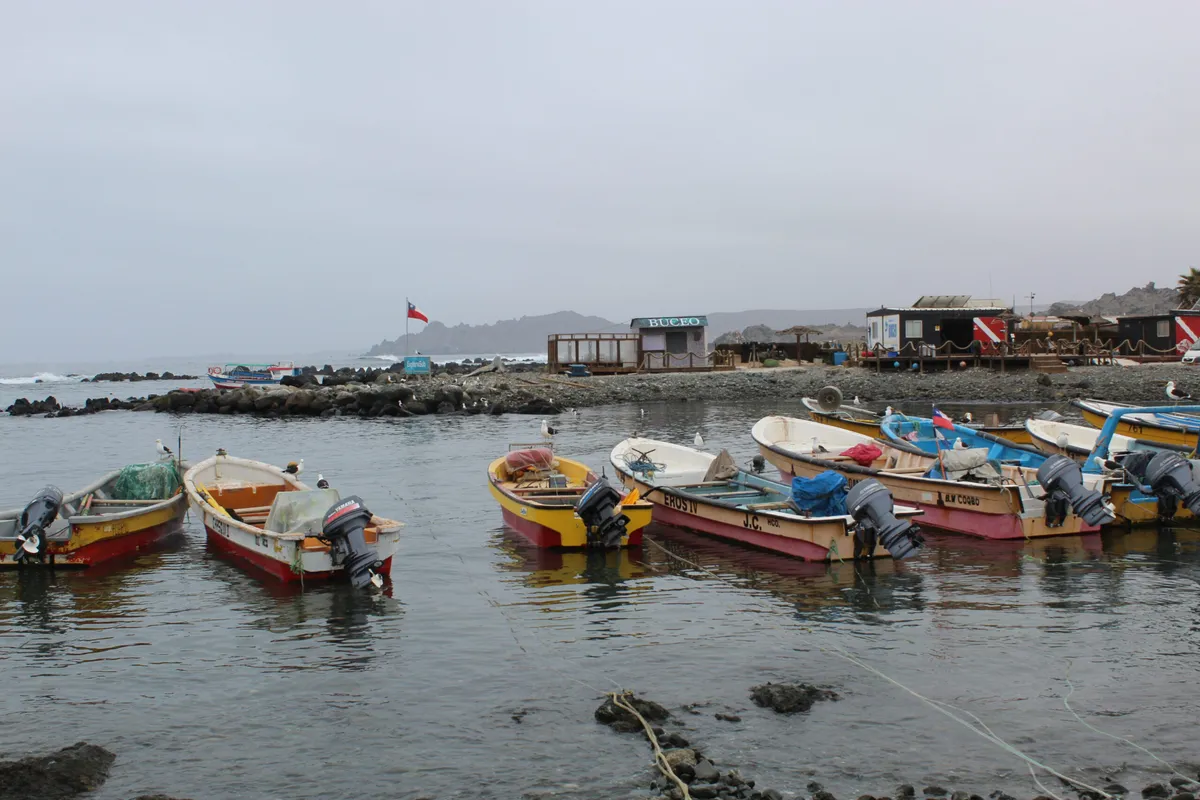 Reserva Nacional Pingüino de Humboldt - Isla Chañaral de Aceituno