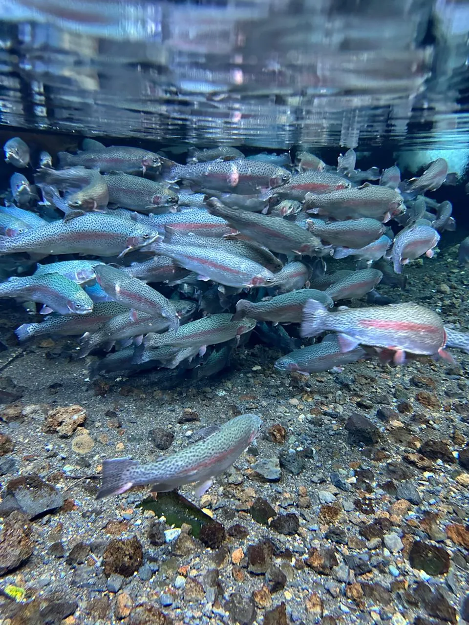Mirador de Peces Don Chalo