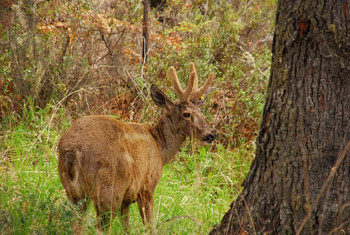 Reserva nacional Ñuble