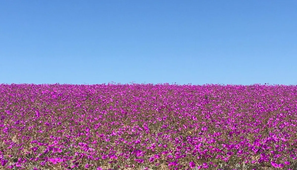 Desierto Florido Coquimbo - Atacama
