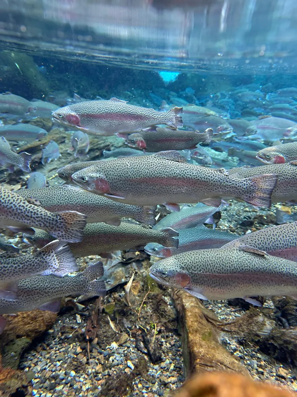 Visita al Mirador de Peces Don Chalo en Pucón – Sendero familiar y truchas arcoíris - 4