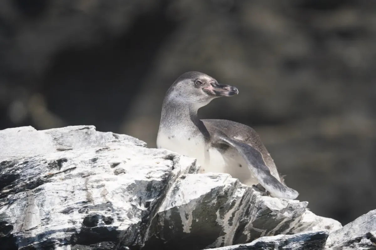 Avistamiento de Cetáceos en Isla Chañaral - 1