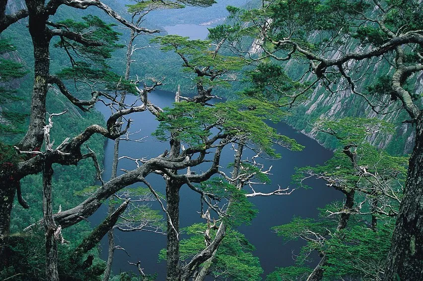 Parque Nacional Alerce Andino 