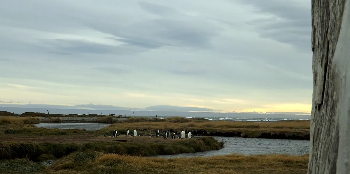 Reserva Natural Pingüino Rey