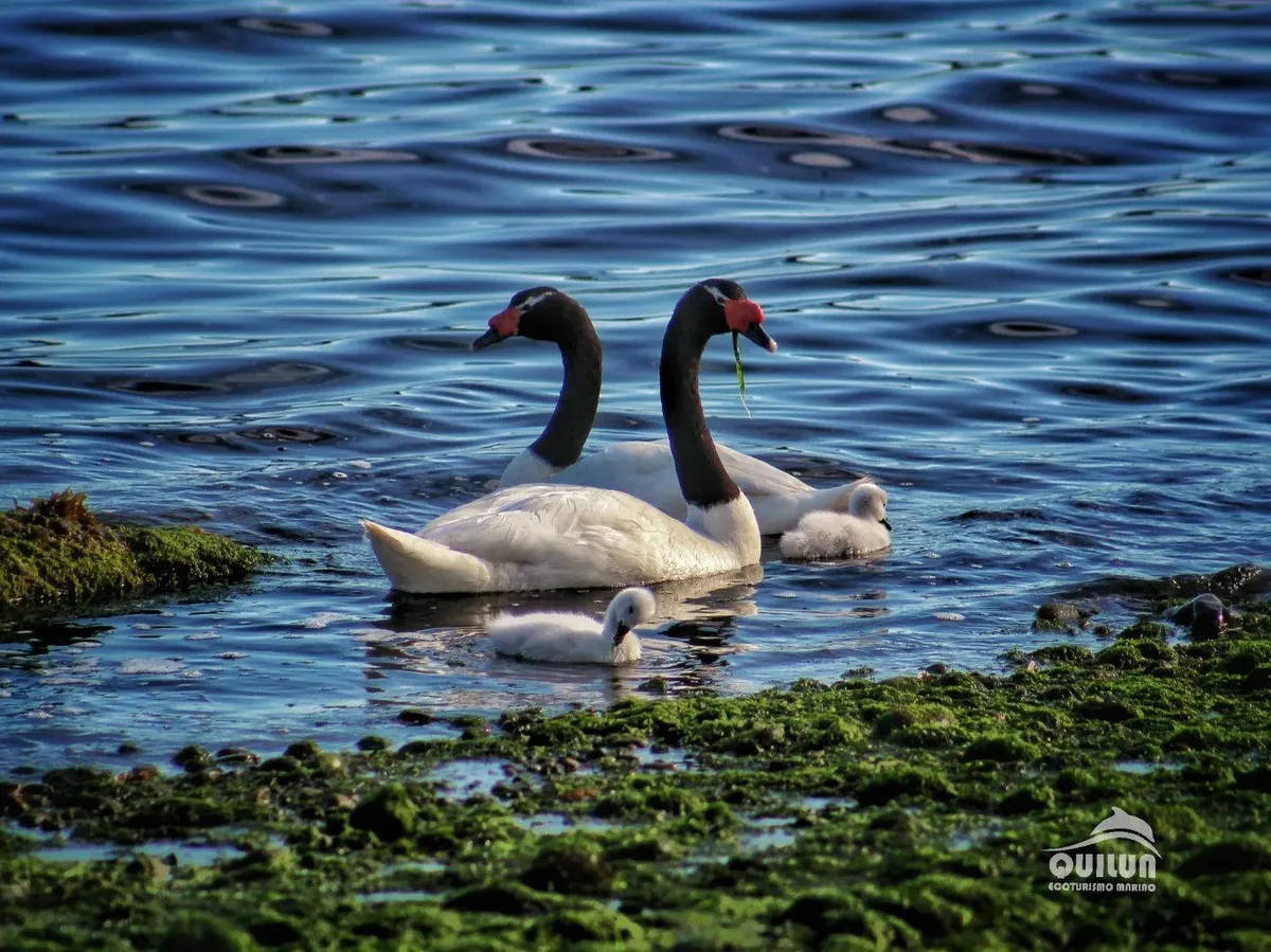 Avistamiento Fauna Marina