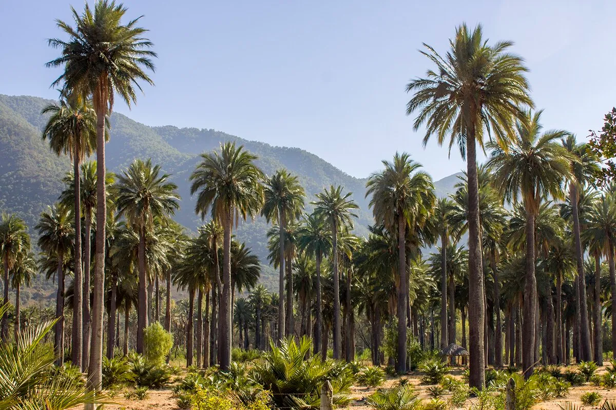 Parque nacional Las Palmas de Cocalán