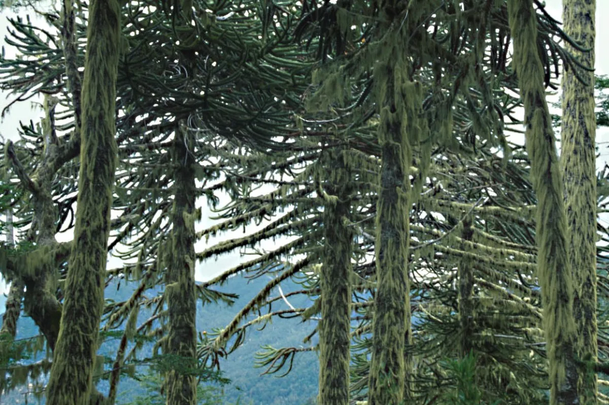 Bosques Templados Lluviosos de los Andes Australes