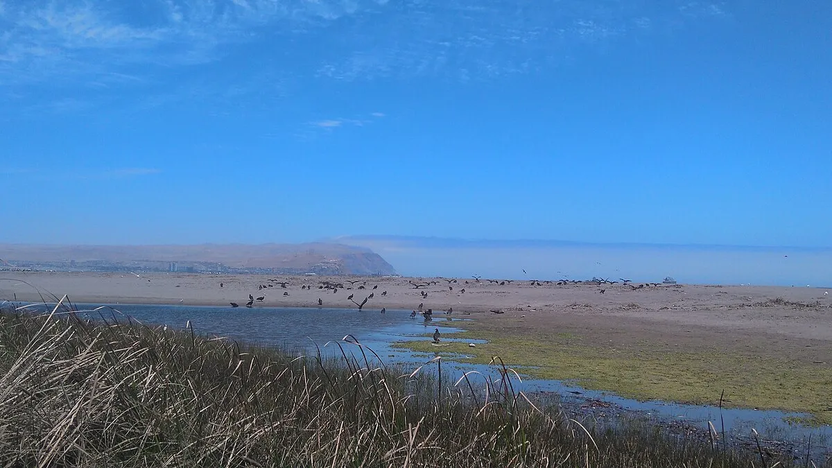 Humedal de la desembocadura del río Lluta