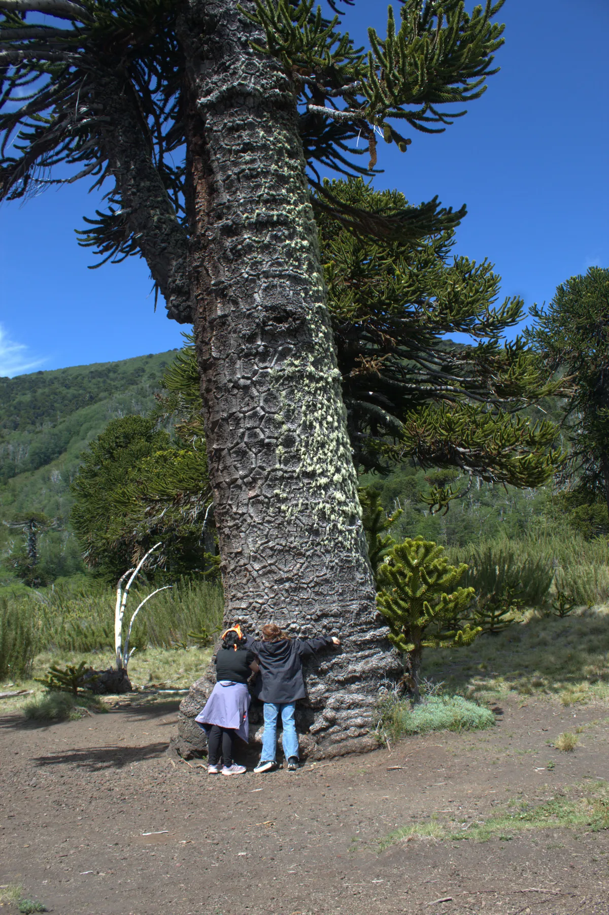Araucaria Milenaria + Laguna Pehuenco (Verano)