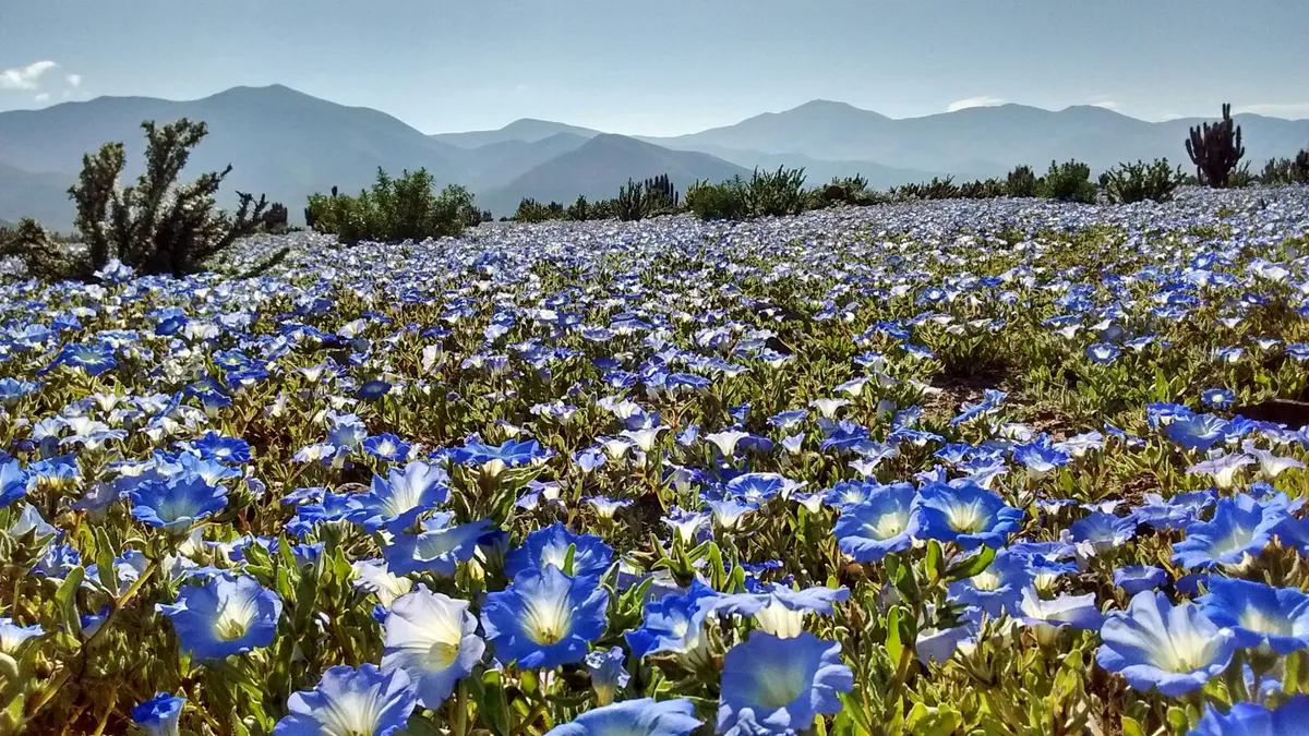 Tour Desierto Florido 2026 desde La Serena