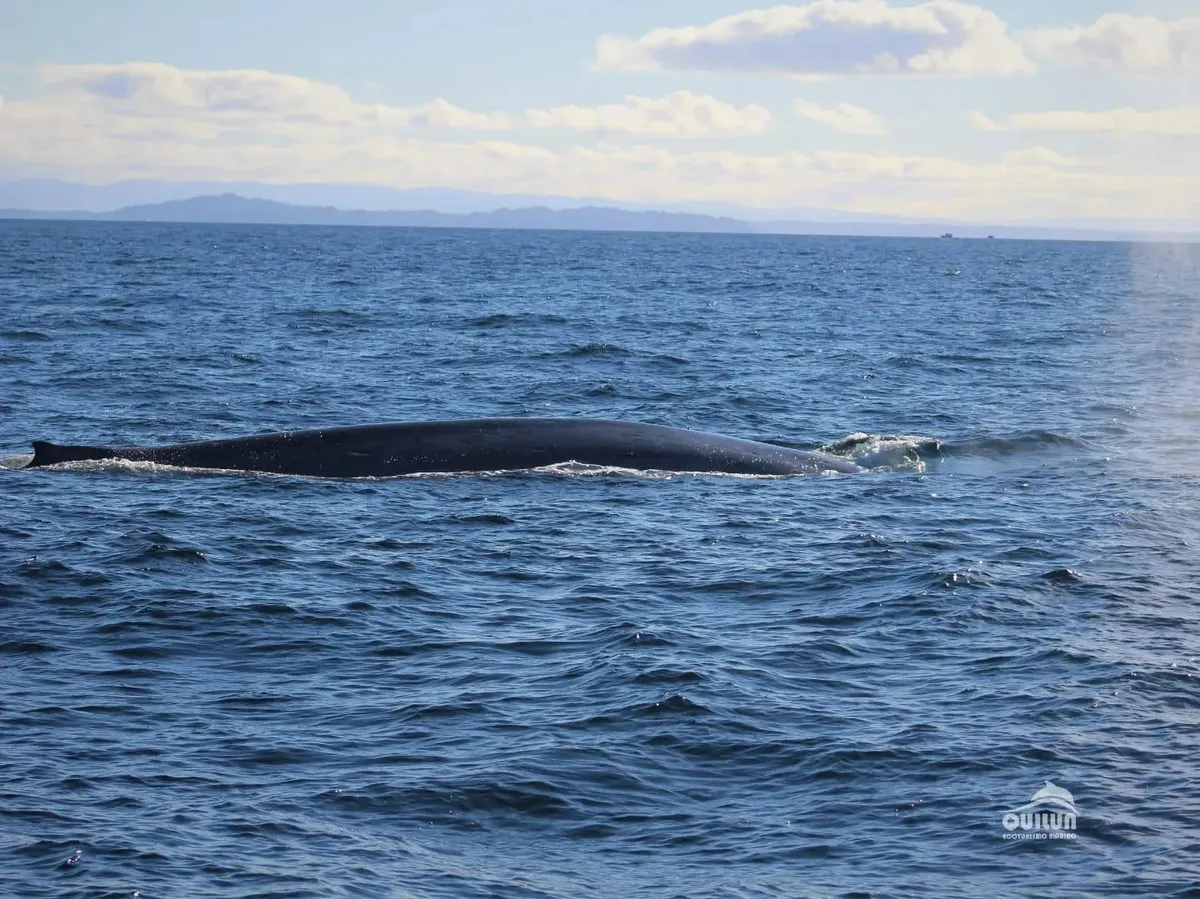 Avistamiento de Ballenas - 2