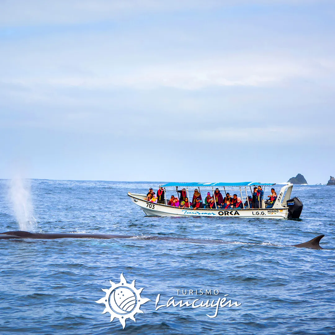 Tour Ballenas en Chañaral de Aceituno