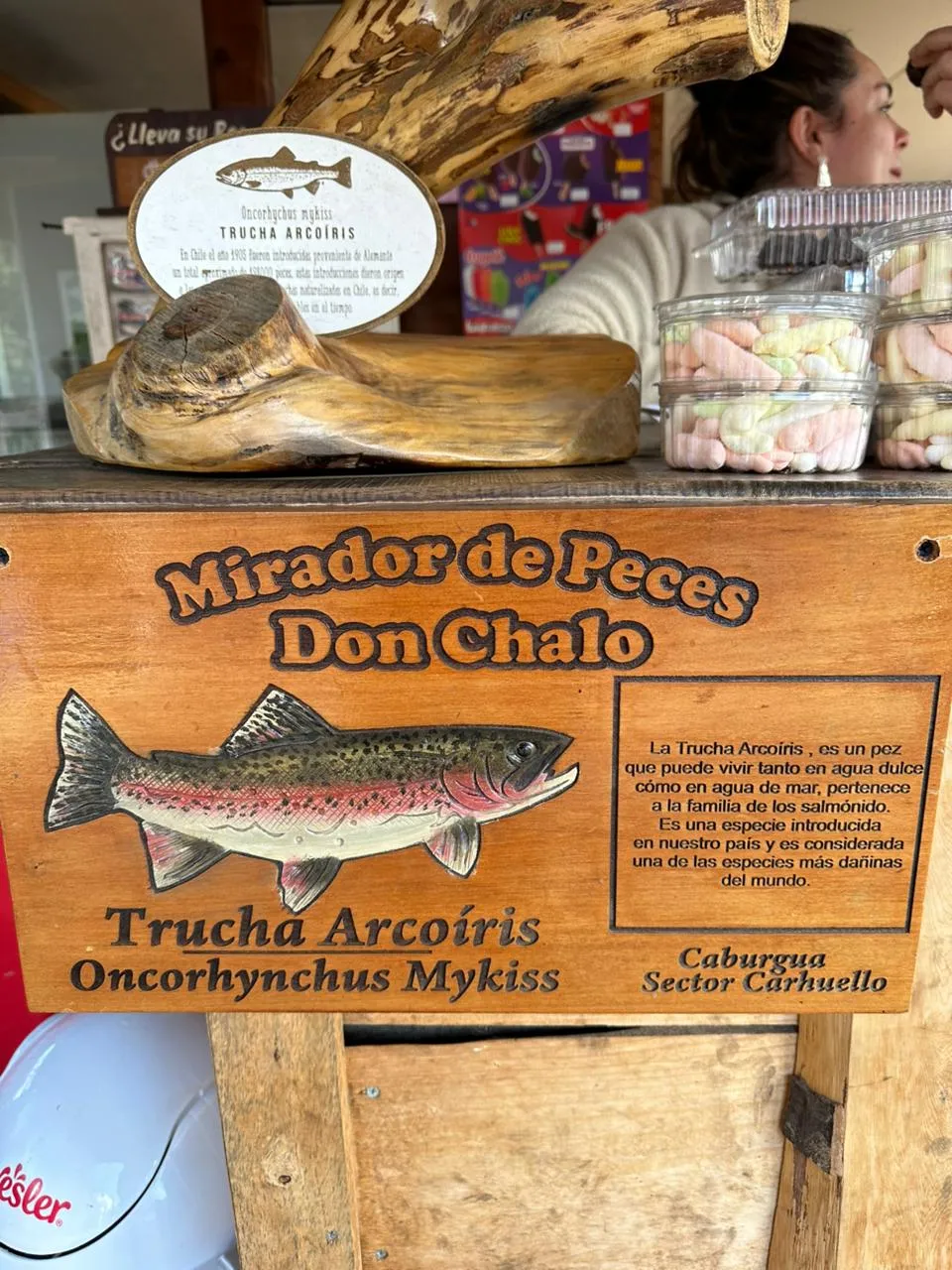 Visita al Mirador de Peces Don Chalo en Pucón – Sendero familiar y truchas arcoíris - 3