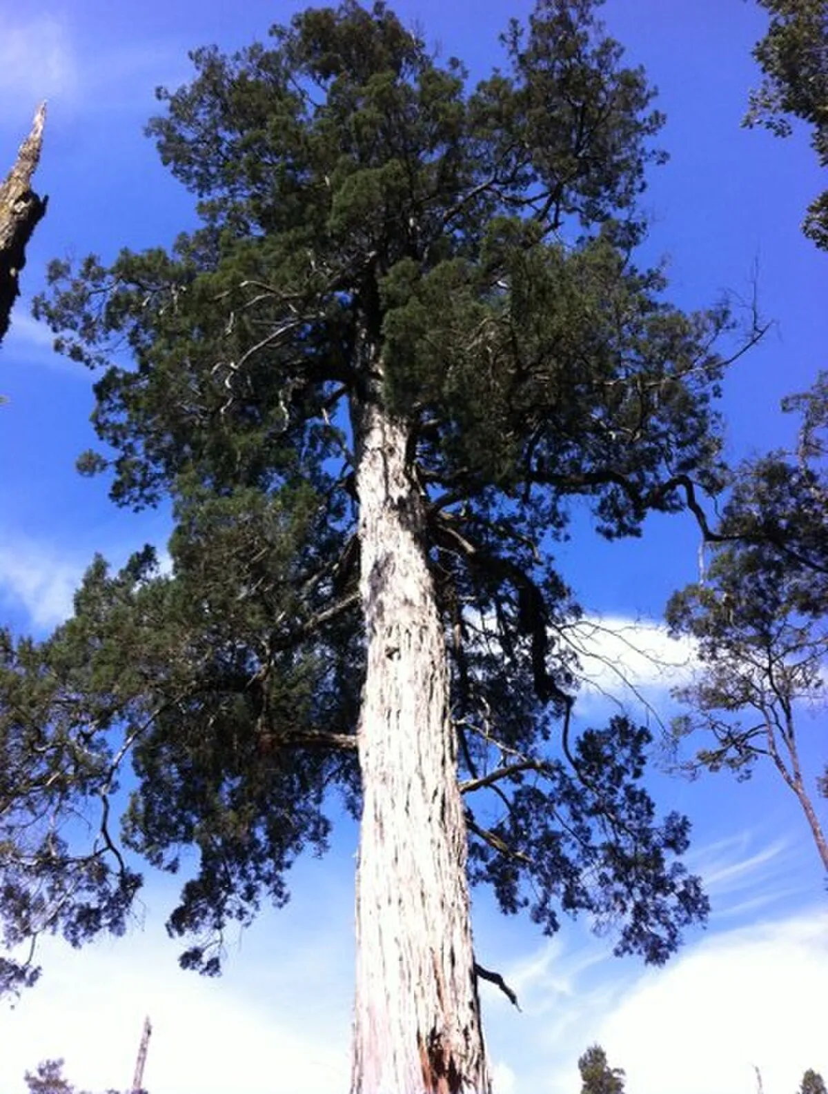 Monumento natural Lahuen Ñadi