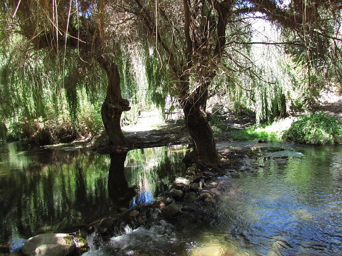 Santuario de la naturaleza Estero Derecho