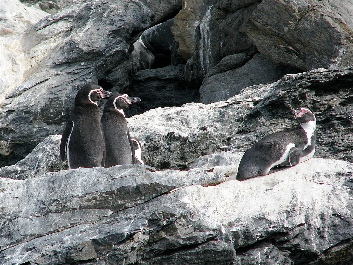 Reserva nacional Pingüino de Humboldt