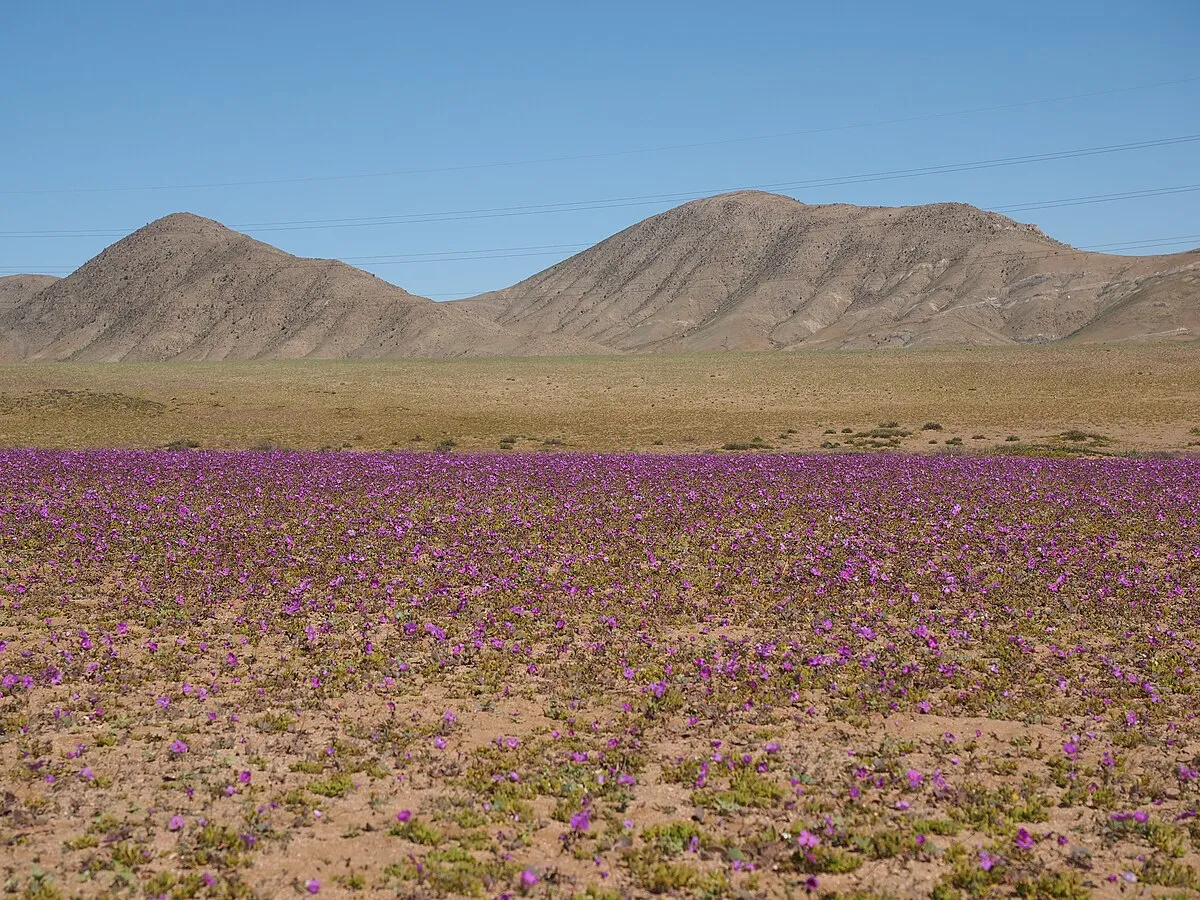 Parque nacional Desierto Florido