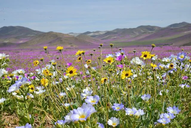 Desierto Florido 2026 (paquete 3 días / 2 noches)