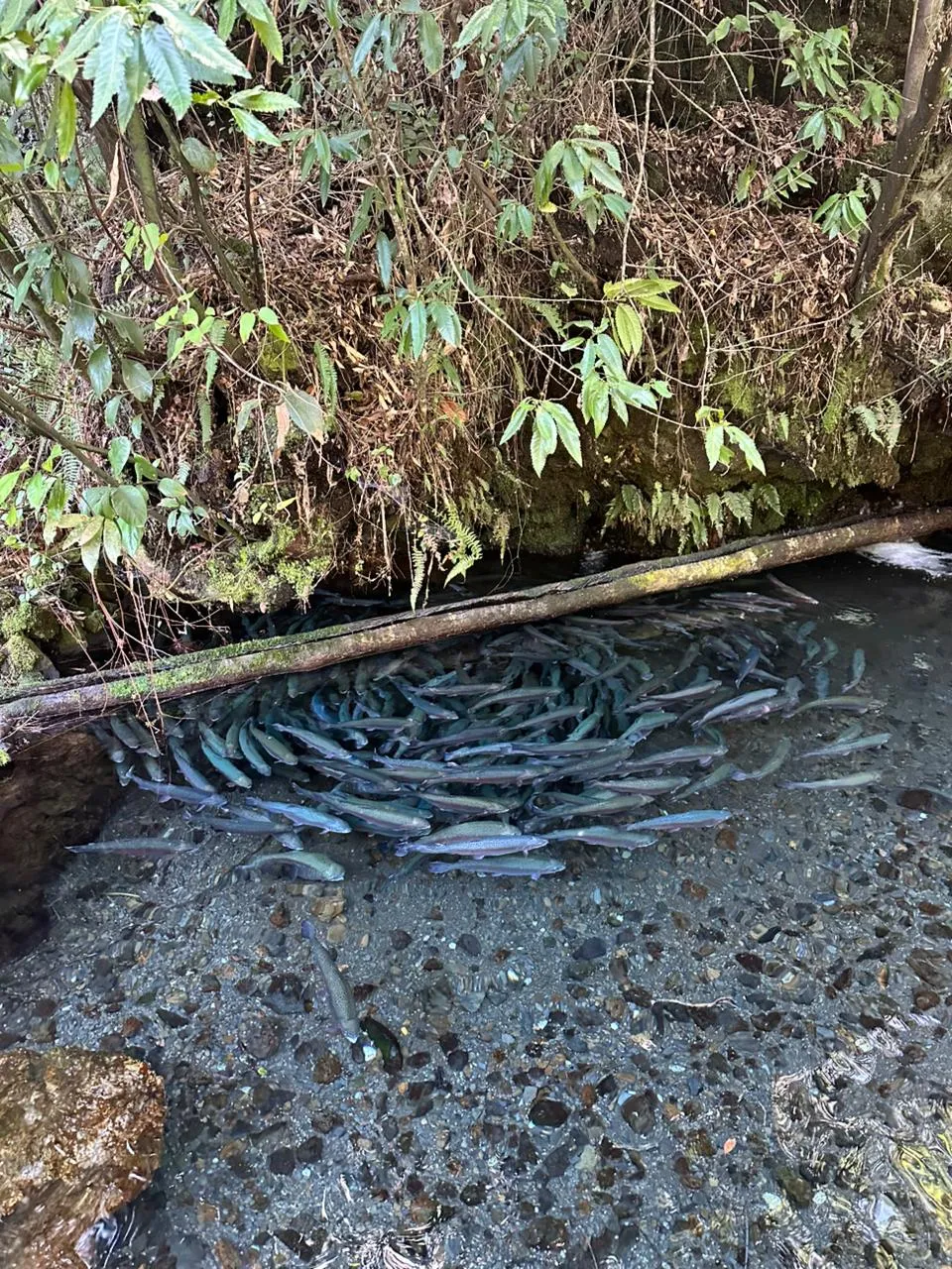 Visita al Mirador de Peces Don Chalo en Pucón – Sendero familiar y truchas arcoíris - 5