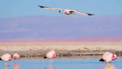 Salar de Atacama, Laguna Chaxa