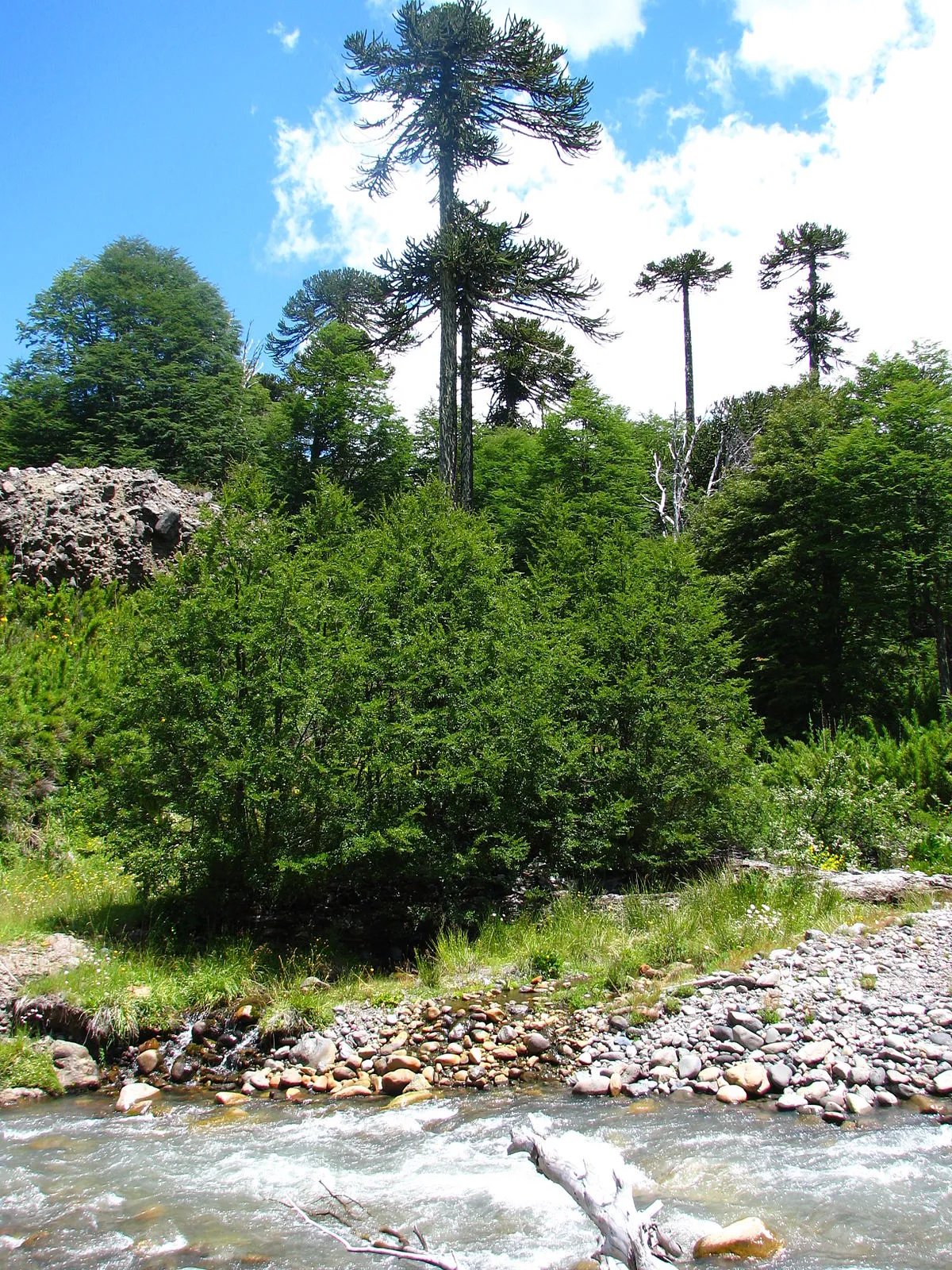 Reserva nacional Nalcas