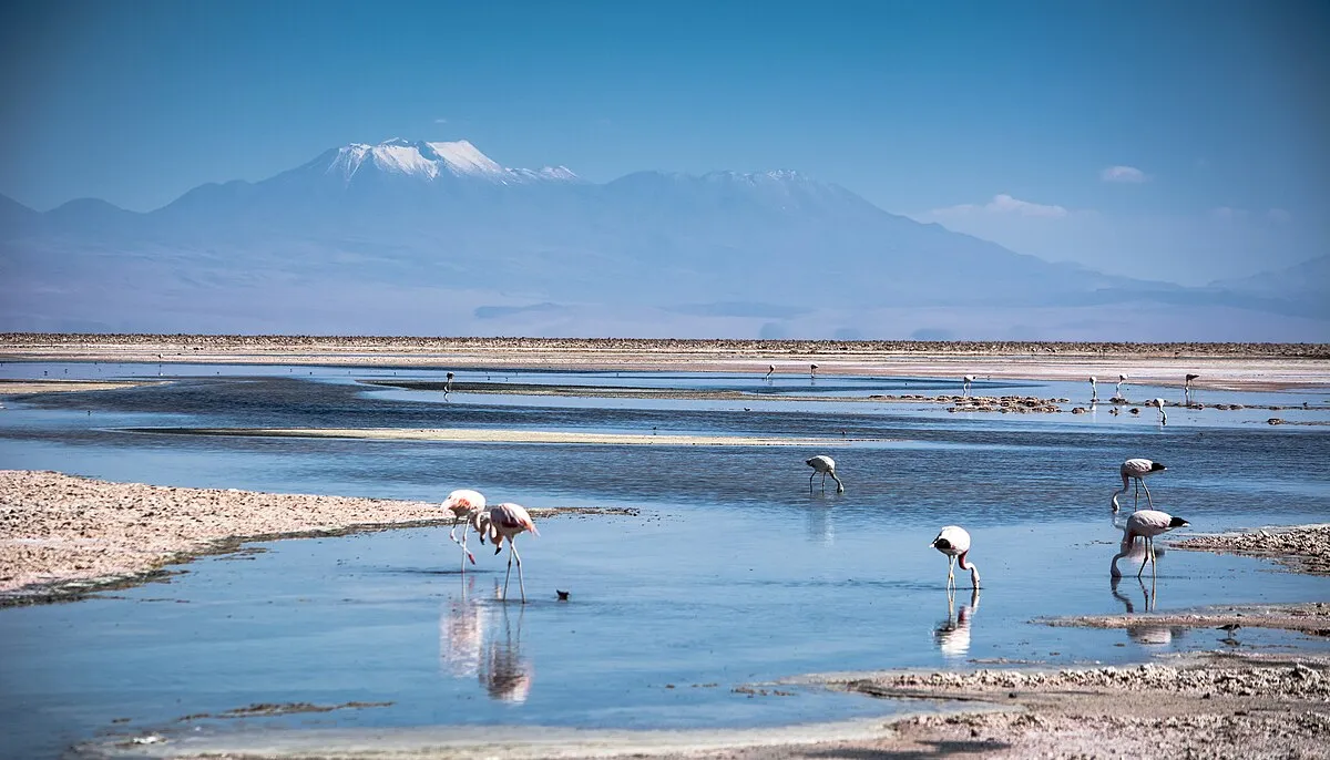 Laguna Chaxa