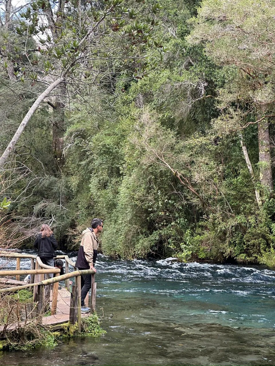 Visita al Mirador de Peces Don Chalo en Pucón – Sendero familiar y truchas arcoíris - 2