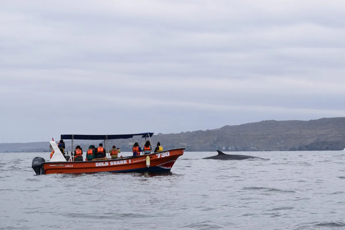 Isla Chañaral de Aceituno – Reserva Pingüino de Humboldt
