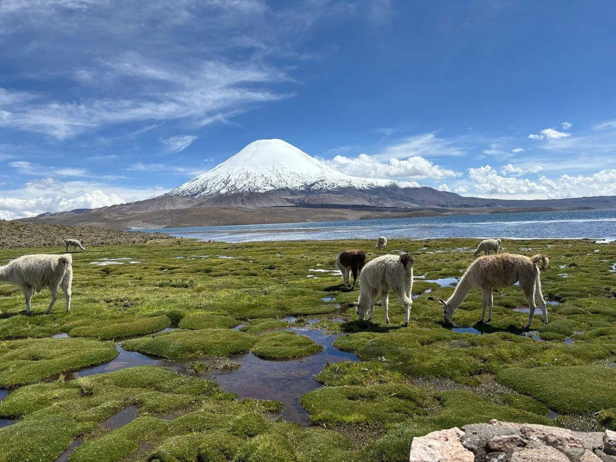 Parque Nacional Lauca y Lago Chungará