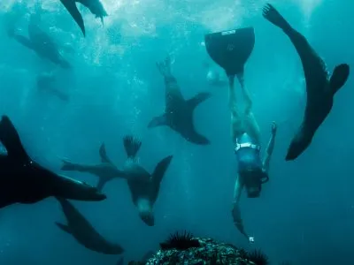 Nado con Lobos Marinos
