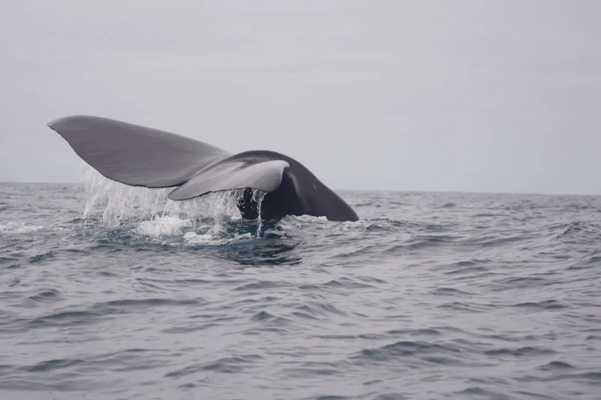 Avistamiento de Cetáceos en Isla Chañaral