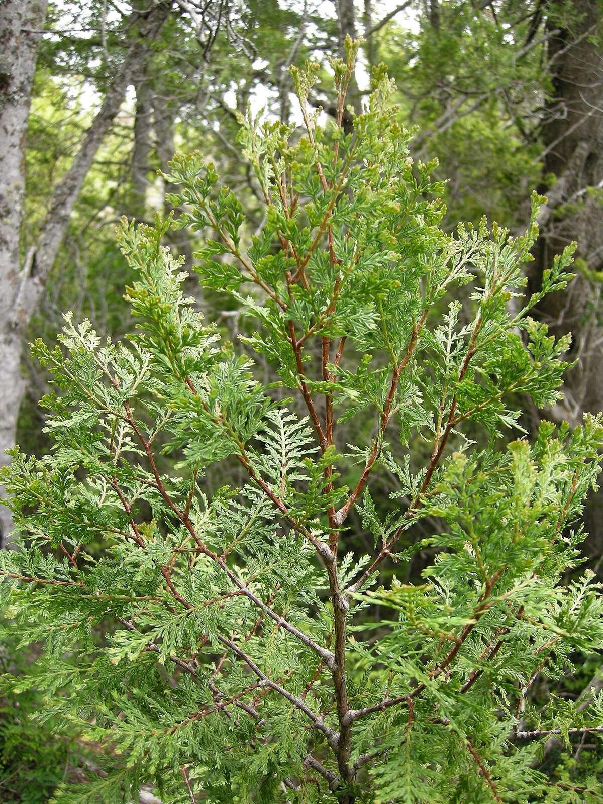 Reserva nacional Malleco