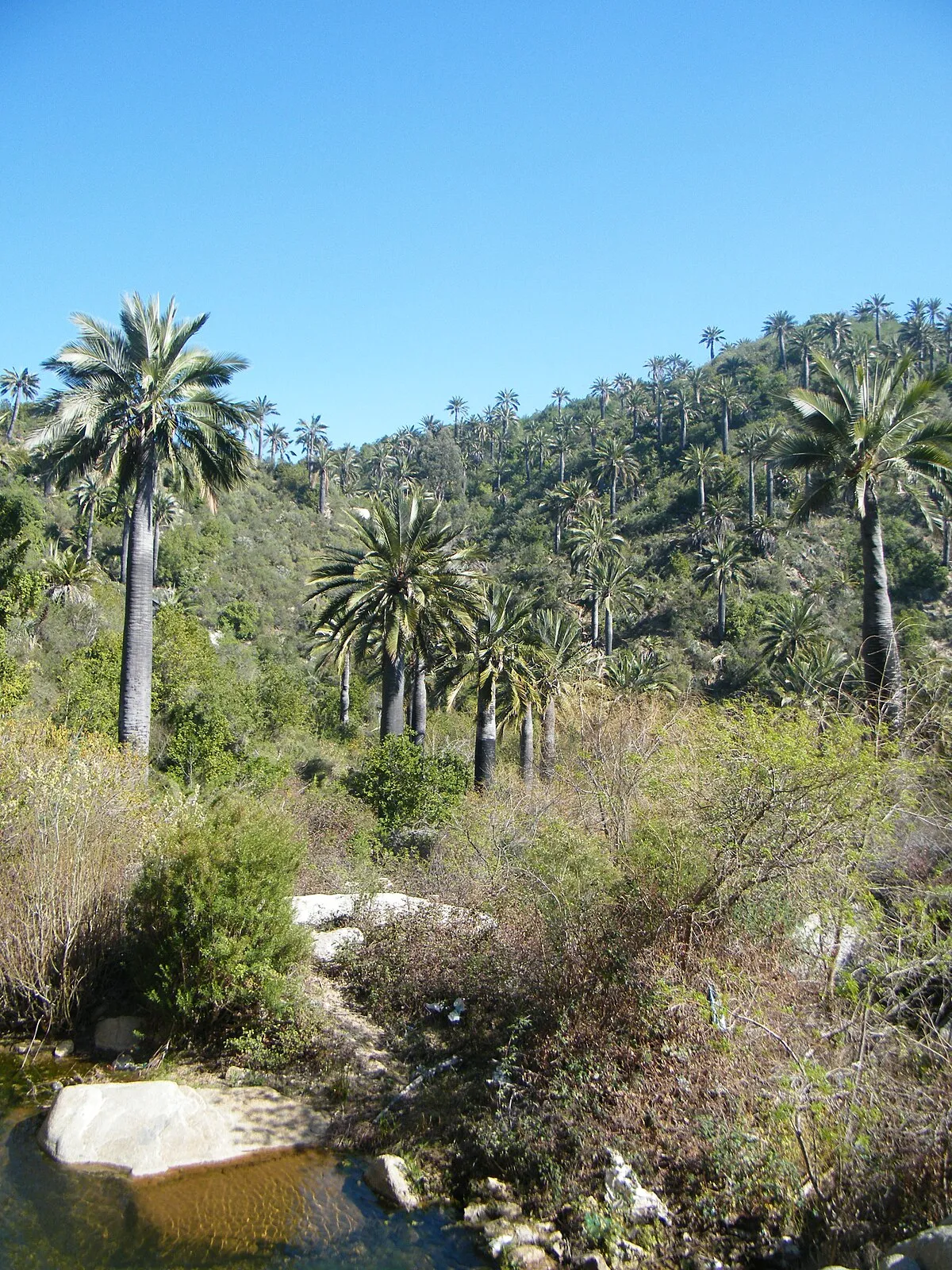 Palmar El Salto