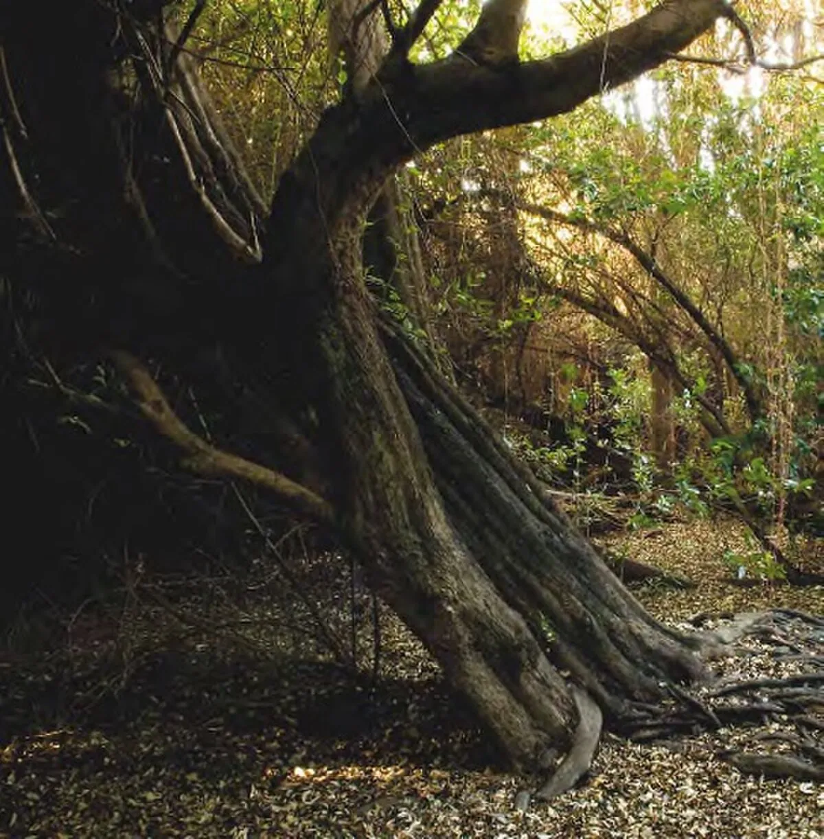 Bosque Las Petras