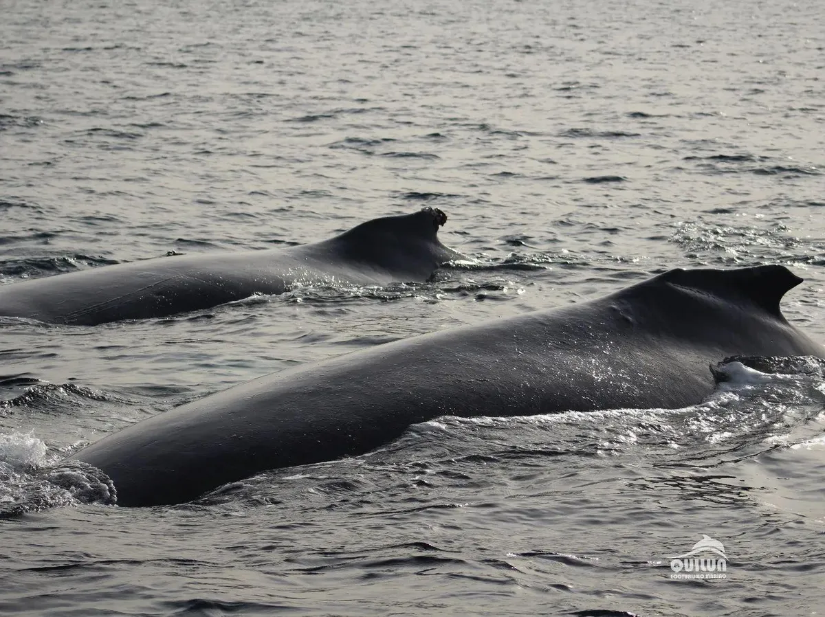 Avistamiento de Ballenas - 1