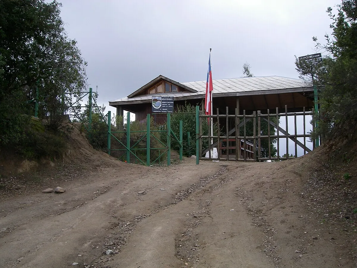 Reserva nacional Roblería del Cobre de Loncha
