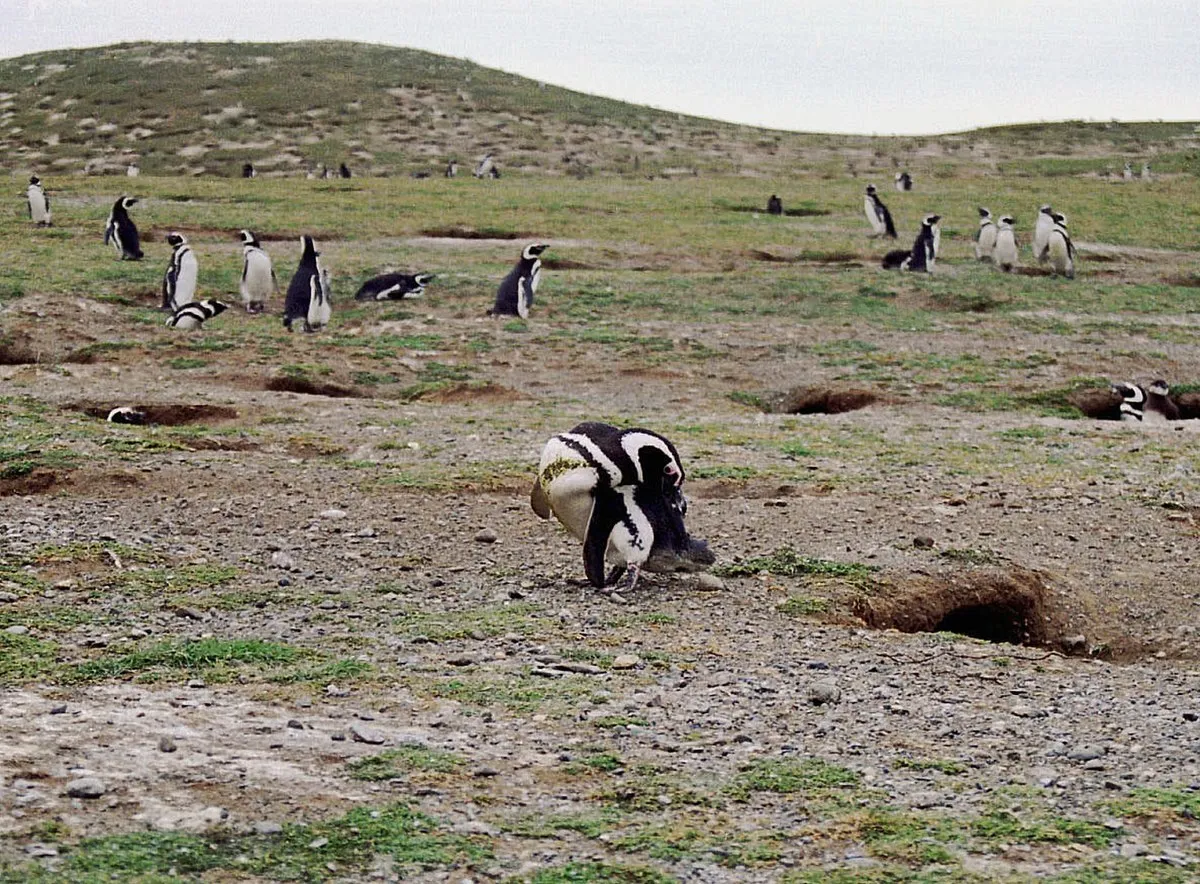 Monumento natural Los Pingüinos